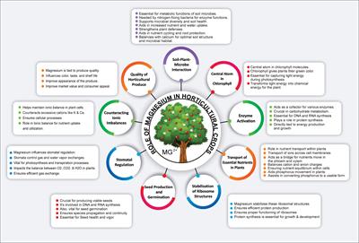 The power of magnesium: unlocking the potential for increased yield, quality, and stress tolerance of horticultural crops